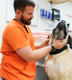 Pet Physical Exams in Shawnee | Shawnee Animal Hospital
